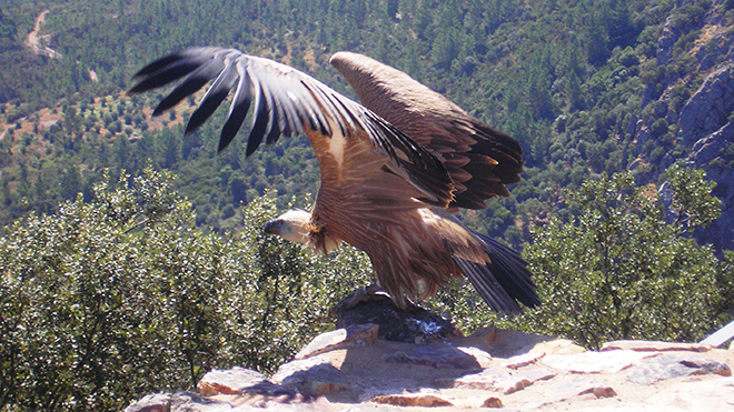 Geoparque Naturtejo - Grifo