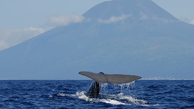 Melo Travel Tours_1_Whale Watching
Foto: Melo Travel Tours