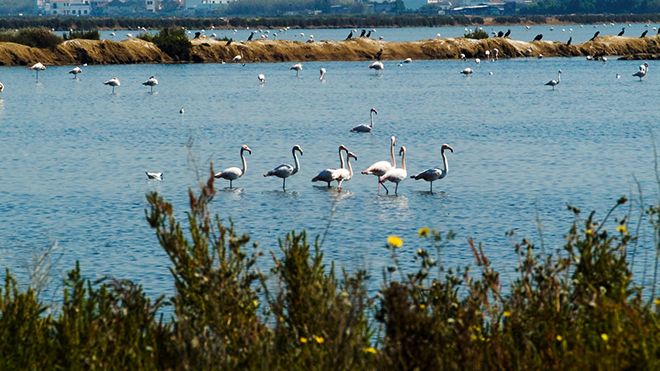Flamingos
Place: Ria Formosa
Photo: Turismo do Algarve