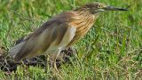 Birds & Nature - Sterna albifrons _ Faísca ©
照片: Faísca