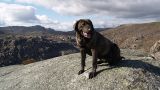 Cão de Castro Laboreiro - Parque Nacional da Peneda-Gerês
Plaats: Melgaço
Foto: CM Melgaço
