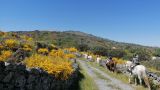 Caballos Marvão