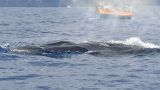 Lobosonda - Madeira whale watching
地方: Calheta
照片: Lobosonda - Madeira whale watching