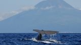 Melo Travel Tours_1_Whale Watching
Photo: Melo Travel Tours