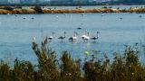 Flamingos
Plaats: Ria Formosa
Foto: Turismo do Algarve