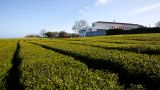 Plantação de Chá
場所: Ilha de São Miguel nos Açores
写真: Turismo dos Açores