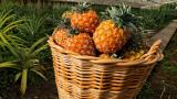 Pineapple
Plaats: Açores
Foto: Veraçor