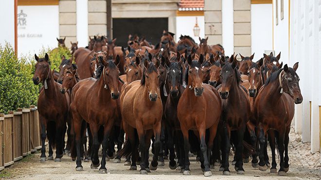 Cavalo Vs Bispo