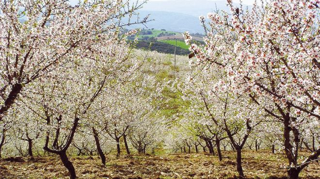 Almond-Trees in Blossom 