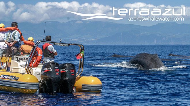 Azores Whale Watching TERRA AZUL
Foto: Azores Whale Watching TERRA AZUL