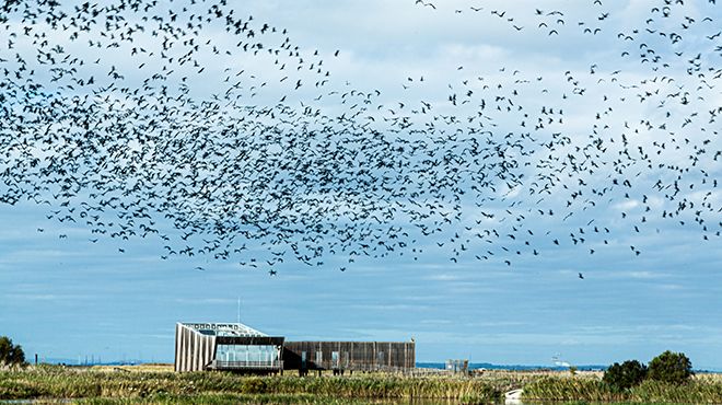 EVOA - Espaço de Visitação e Observação de Aves