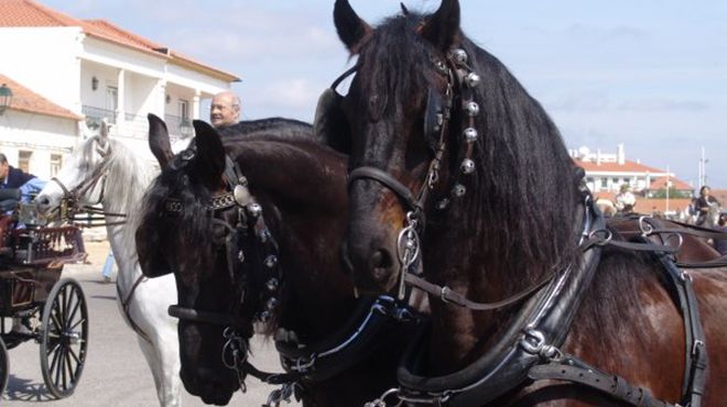 Feira Nacional do Cavalo - Golegã
Ort: Golegã
Foto: FNC Feira Nacional do Cavalo - Golegã
Ort: Golegã
Foto: FNC