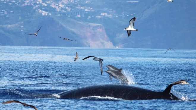 H2oMadeira
Место: Calheta / Madeira
Фотография: H2oMadeira