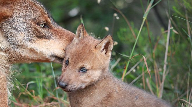 Centro Recuperação Lobo Ibérico
Место: Gradil - Mafra
Фотография: Sara Loureiro