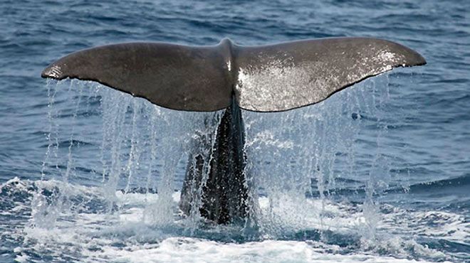 Whale Watch Azores