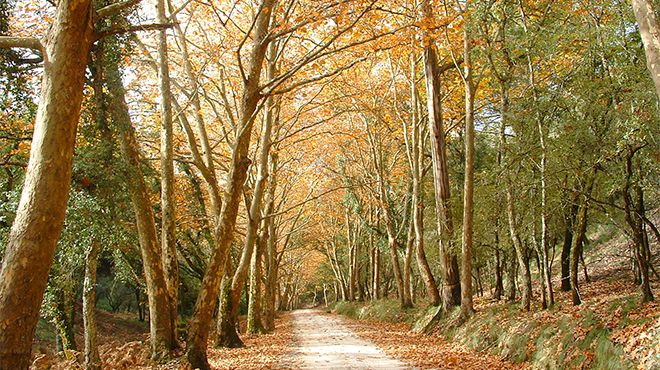 Tapada Nacional de Mafra
Foto: C.M Mafra