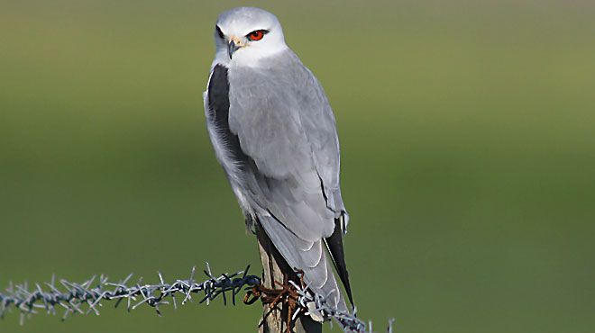 Birds & Nature Tours
Photo: Faísca ©