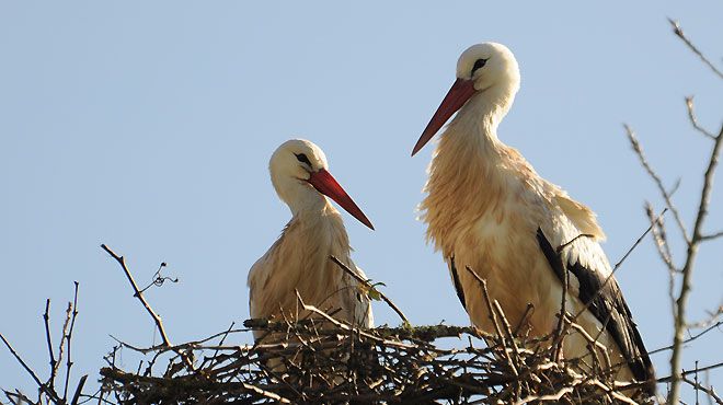 Birdwatch in Alentejo