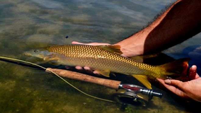 Naturpesca - Guias de Pesca Desportiva