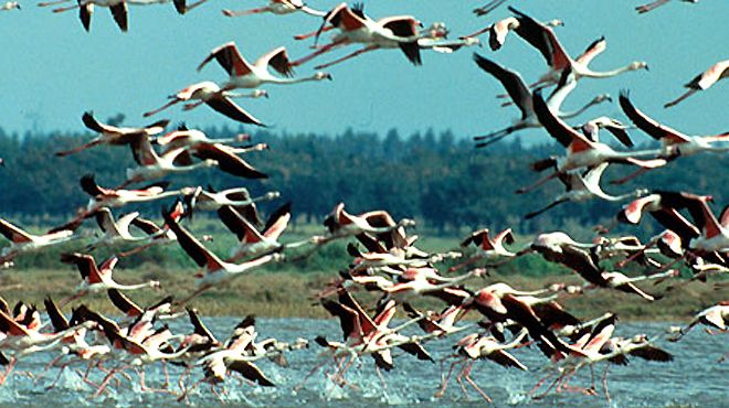 Reserva Natural do Estuário do Tejo