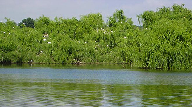 Reserva Natural do Paul do Boquilobo