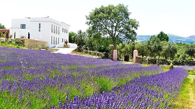 Quinta das Lavandas
Место: Castelo de Vide
Фотография: Quinta das Lavandas