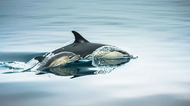 Wildwatch Algarve
Место: Ferragudo
Фотография: Wildwatch Algarve