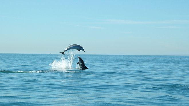 Dolphinexplorers_D
地方: Cascais
照片: Dolphinexplorers