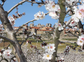 Festa da Amendoeira em flor | Figueira de Castelo Rodrigo 