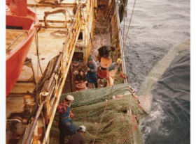 As redes de emalhar na pesca do bacalhau: A frota dos navios redeiros | Exposição
