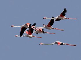 Vogels in de Algarve 