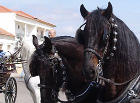 Feira Nacional do Cavalo