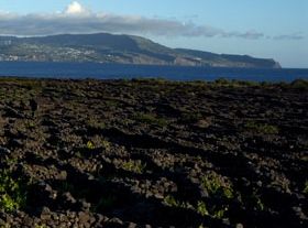 Weingärten der Insel Pico, (...)