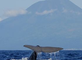 アソーレス諸島でクジラとイルカのウォッチング