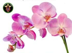 Exposición/venta de orquídeas en (...)