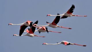 Aves do Algarve
場所: Algarve
写真: Joao Lara