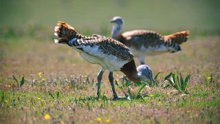 Ecoturismo em Castro Verde
Фотография: Nuno Lecoq