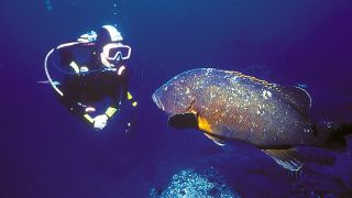 Mergulho - Madeira
写真:DRT Madeira