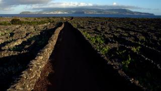 Vinha da Ilha do Pico
場所: Ilha Do Pico nos Açores
写真: António Sá