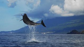 Açores
場所: Açores
写真: Pedro Madruga