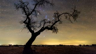 Dark Sky® Alqueva - Orion Tree - Campinho
写真: Miguel Claro - Dark Sky® Alqueva