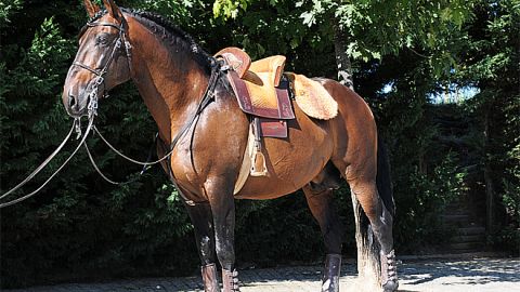 O que é o Horseball e como se joga - Centro Equestre Vale do Lima