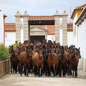 Coudelaria de Alter