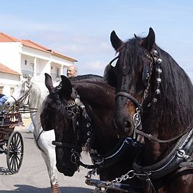 Feira Nacional do Cavalo