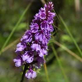 Orchid of the mountain地方: Madeira照片: Turismo de Portugal