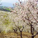 Almond blossom
Photo: AT Porto and the North