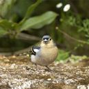 Espécies raras na Madeira
地方: Floresta Laurisilva
照片: Patrimonio Mundial