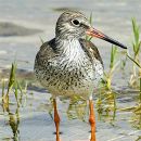 Birdwatching
照片: Carvalho Pereira