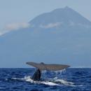 Açores
場所: Açores
写真: Pedro Madruga