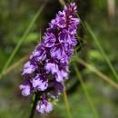 Orchid of the mountain
地方: Madeira
照片: Turismo de Portugal